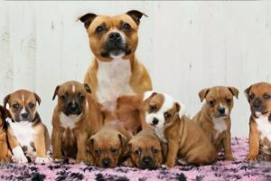 American Staffordshire Terrier dog giving birth and playing with cute puppies