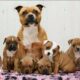 American Staffordshire Terrier dog giving birth and playing with cute puppies