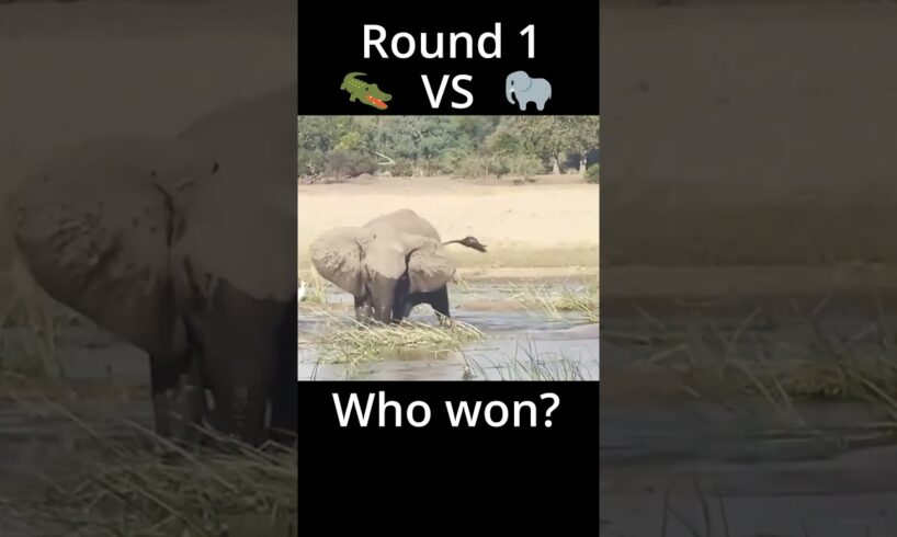 Animal Fights Round 1