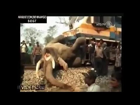 Animal hits by train | Train hit animals