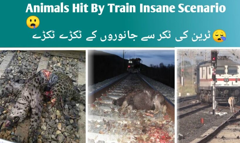 Animals Hit By Trains So Hard 🔥⚠️ || Compilation Videos