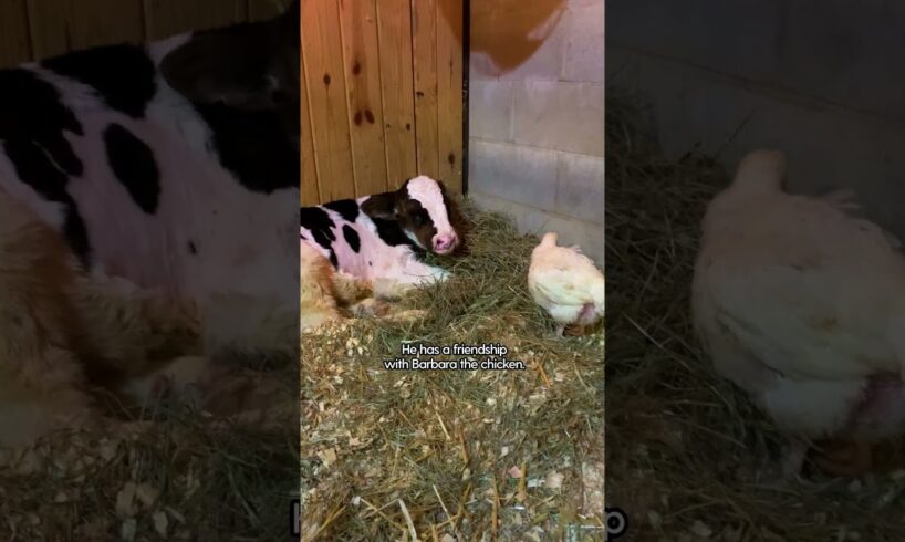 Baby Cow Who Was All Alone For Months Now Falls Asleep With His Chicken Every Night | The Dodo