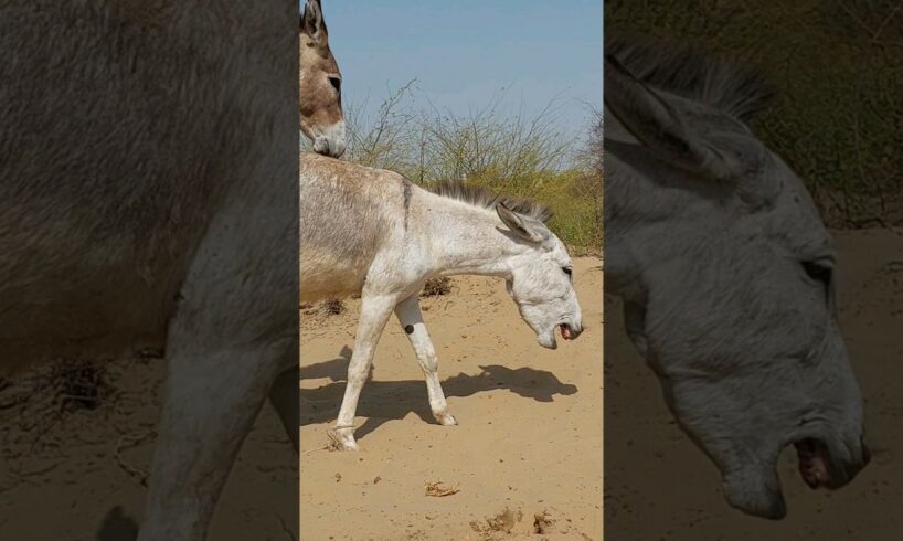 Big play in jungle | #donkey #animals #nature #shortsfeed #nature