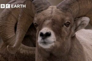 Bighorn Sheep Battle For Mating Rights | Yellowstone | BBC Earth