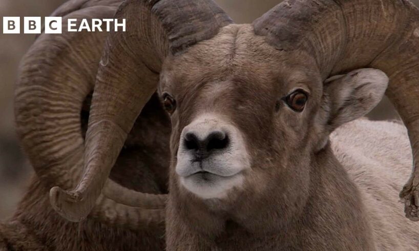 Bighorn Sheep Battle For Mating Rights | Yellowstone | BBC Earth