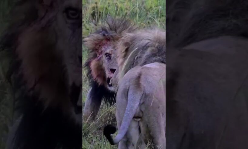 Bob Junior, the legend of Serengeti dies as he fights to defend his territory #shorts #viral