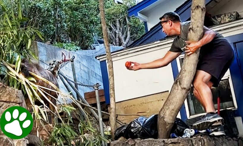 Brave Man Saves Buck From Chain