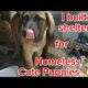 Built shelter for homeless cute puppies,water,food #viral  #animals  #subscribe