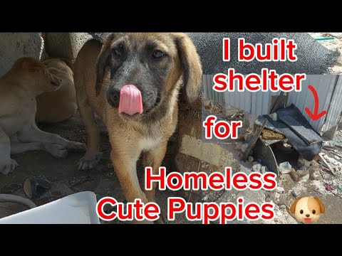 Built shelter for homeless cute puppies,water,food #viral  #animals  #subscribe