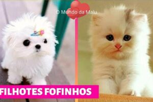 CACHORROS e GATOS FOFOS ❤ Filhotes Fofos ❤ Cute Puppies Doing Funny