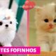 CACHORROS e GATOS FOFOS ❤ Filhotes Fofos ❤ Cute Puppies Doing Funny