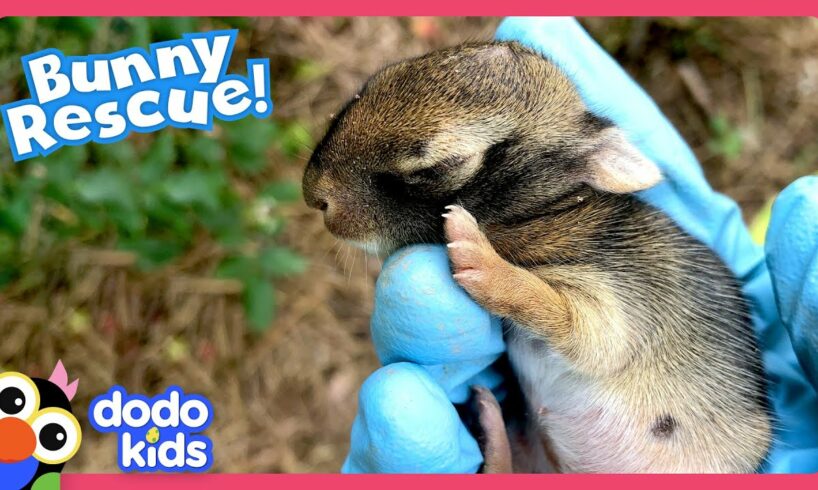 Can We Teach This Baby Bunny How To Be A Wild Rabbit? | Dodo Kids | Rescued!