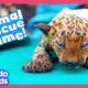 Can YOU Help These Animal Moms Rescue Their Babies? | Dodo Kids | Story Game