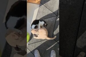 Cats Cuddling Quickly Turns Into Fight