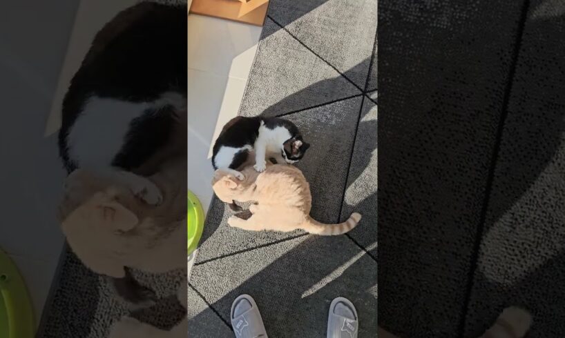 Cats Cuddling Quickly Turns Into Fight