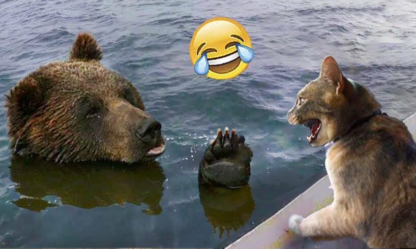 Cats VS Wild Animals| The Funniest Animal Fights| The Pet Zone