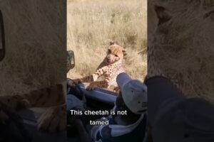 Cheetah gets too close for comfort 🐆😳 #shorts #animals #cheetah #swns