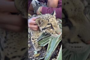 Clouded leopard 🐆💙 #shorts #therealmowgli #animals #leopard #cloudedleopard #cat