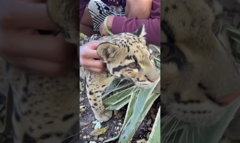 Clouded leopard 🐆💙 #shorts #therealmowgli #animals #leopard #cloudedleopard #cat