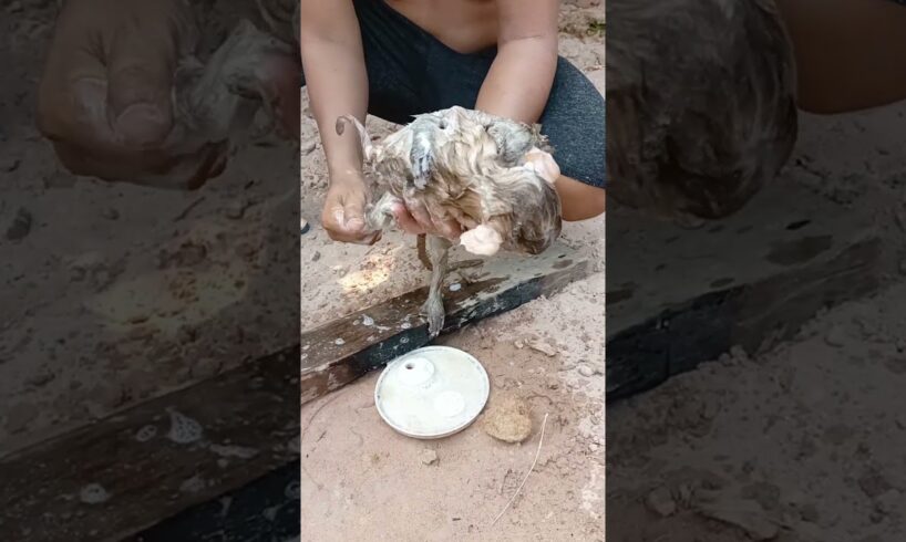 Coco & bebe are playing on the underground and dad take them to wash with shampoo before milk