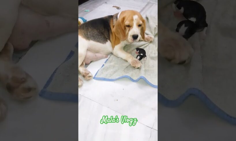 Coco ne bache diye... #beagle #birth #puppies #cute #2024 #doglover