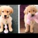 Cute Golden Dogs Help You Relax After Tiring Day 🐶🥰 | Cute Puppies