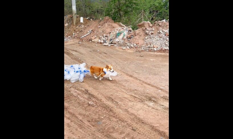 Cute Puppies 🥰♥ super funny Corgi ♥ #shorts #2024