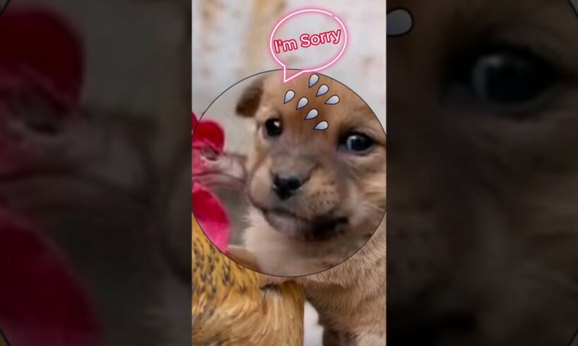 Cute Puppy vs Angry Hen🐶🥚🐔 #dog #puppy #Hen