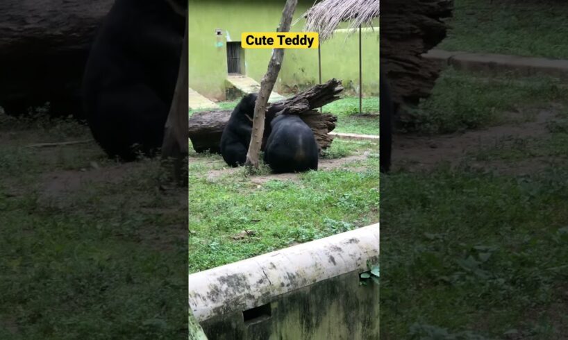 Cute Teddy Bear fighting | Visit to Zoo | Wild Animal Fights #shorts #wildanimals #teddybear #zoo