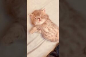 Cute kitten #lovecats #cats #catvideos #cat #kittens #princesscat #catlover #kitten #