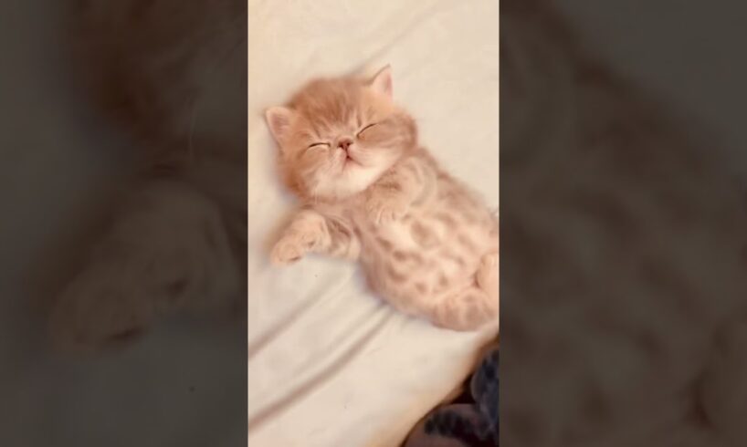 Cute kitten #lovecats #cats #catvideos #cat #kittens #princesscat #catlover #kitten #