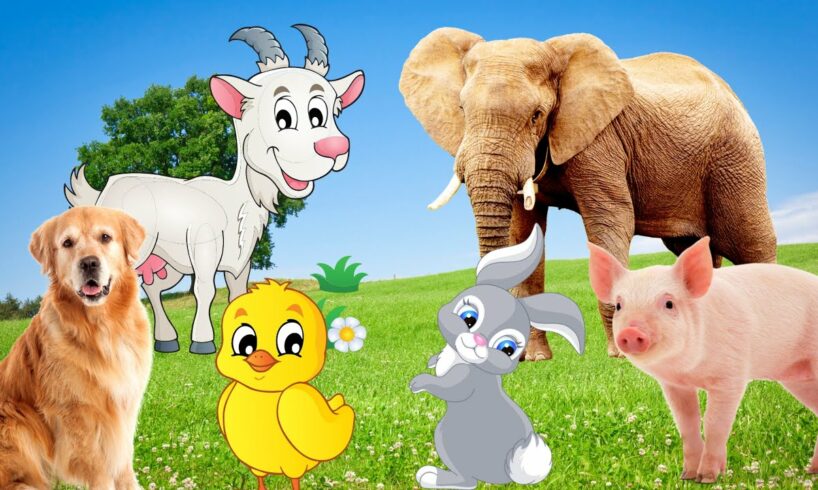 Cute little animals - Elephant, dog, duck, goat, rabbit - Animal moments