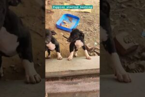 Cute puppies barking😍#animals #animallover #puppy#puppyvideos#puppysound #shortsfeed#shorts