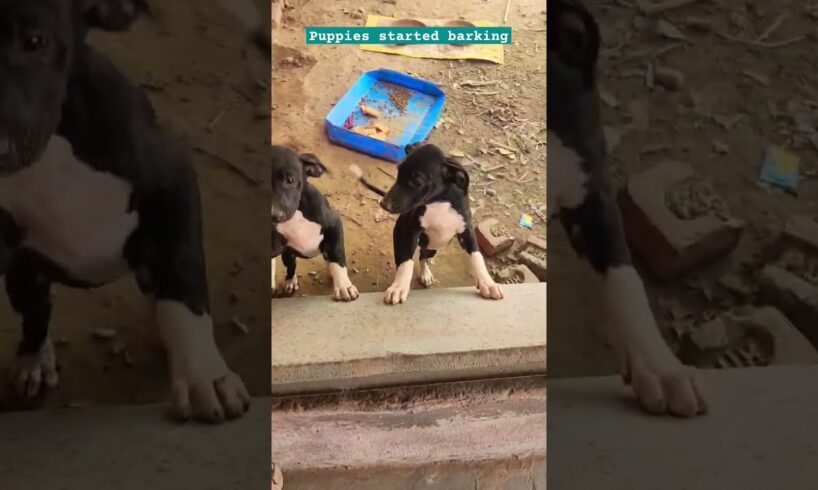 Cute puppies barking😍#animals #animallover #puppy#puppyvideos#puppysound #shortsfeed#shorts