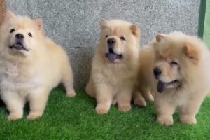 Cute puppies video🐶💥❤️ | Trending video ❤️💥