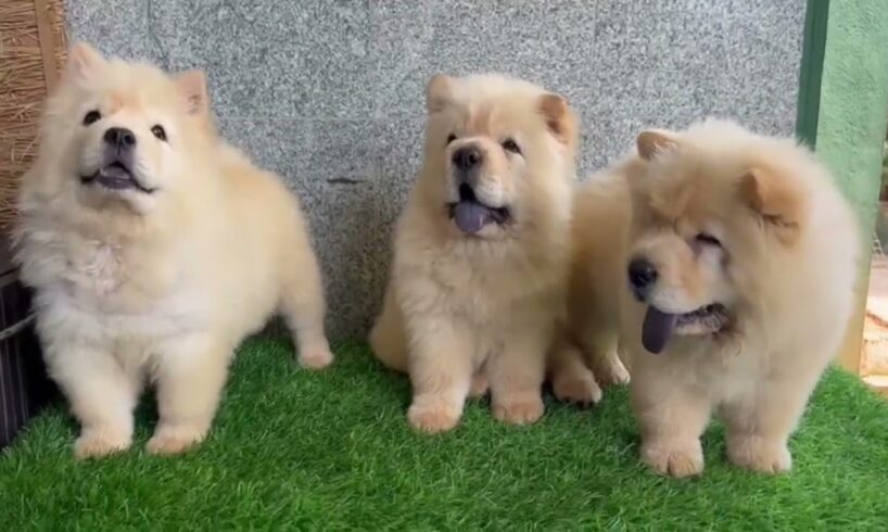 Cute puppies video🐶💥❤️ | Trending video ❤️💥