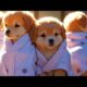 Cute puppies when bathing and grooming