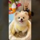 Cute smallest dog in the world | Pomeranian dog | Cutest puppy #shorts #viral #ytshorts #dog #world