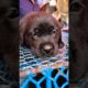 🥰Cutest Puppies🥰#shorts #shortsfeed #youtubeshorts #viral #viralvideo #viralshort #dog #doglovers