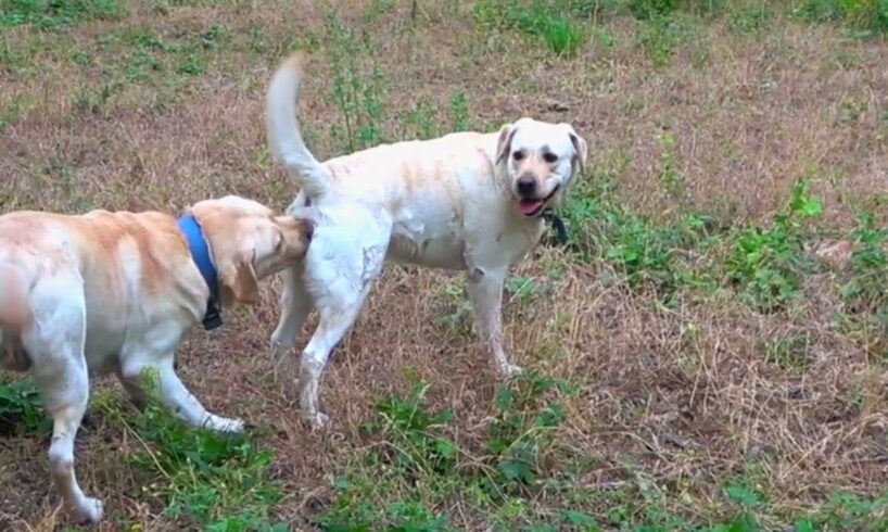 Cutest Puppy In the Forest  Doing Fun with other puppy dogs and they were in bed