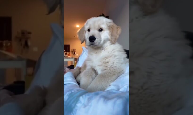 Cutest puppy!🥰 #dog #dogs #doglovers #dogshorts  #doglife #pet #shortvideo  #cuteanimals