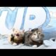 Disney Pixar's Up (Cute Kitten Version)