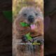 Do Quokka's actually throw baby's? | funny animals #shorts