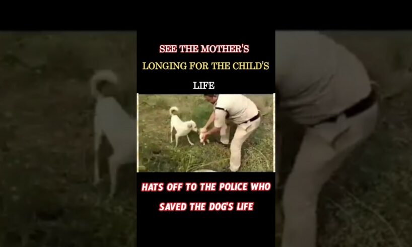 Dog Rescue 👏See the mother Dog longing for the child's life#dogrescue #dog #doglover #dogshorts