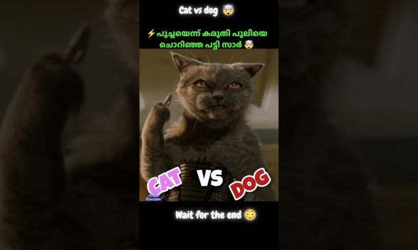 ‼️Dog fight ninja tiger😱⁉️|| malayalam| #shortsfeed#ytshorts #trending#Malayalamshorts