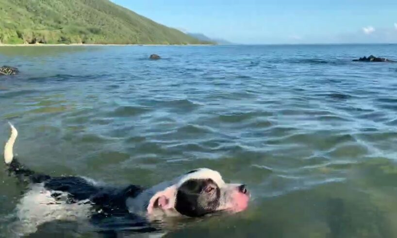 Dog gets eaten by a crocodile