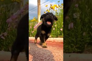 Dogs playing,The 16th day since adopting the puppy #pets #cute#dog  #puppy