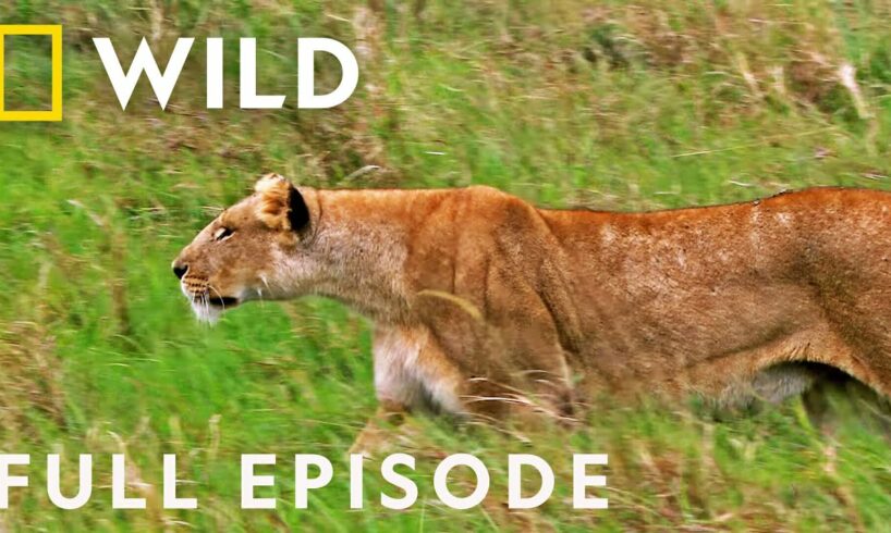 Eat, Prey, Kill (Full Episode) | Animal Fight Night