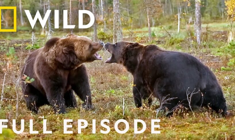 Enemy Within: The Battle for Survival (Full Episode) | Animal Fight Night