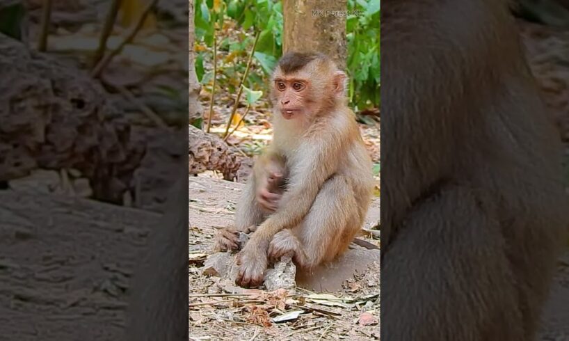 Feel lonely small Monkey no friend playing #shorts #monkeyvideo #monkeys #monkeylove #animals #funny